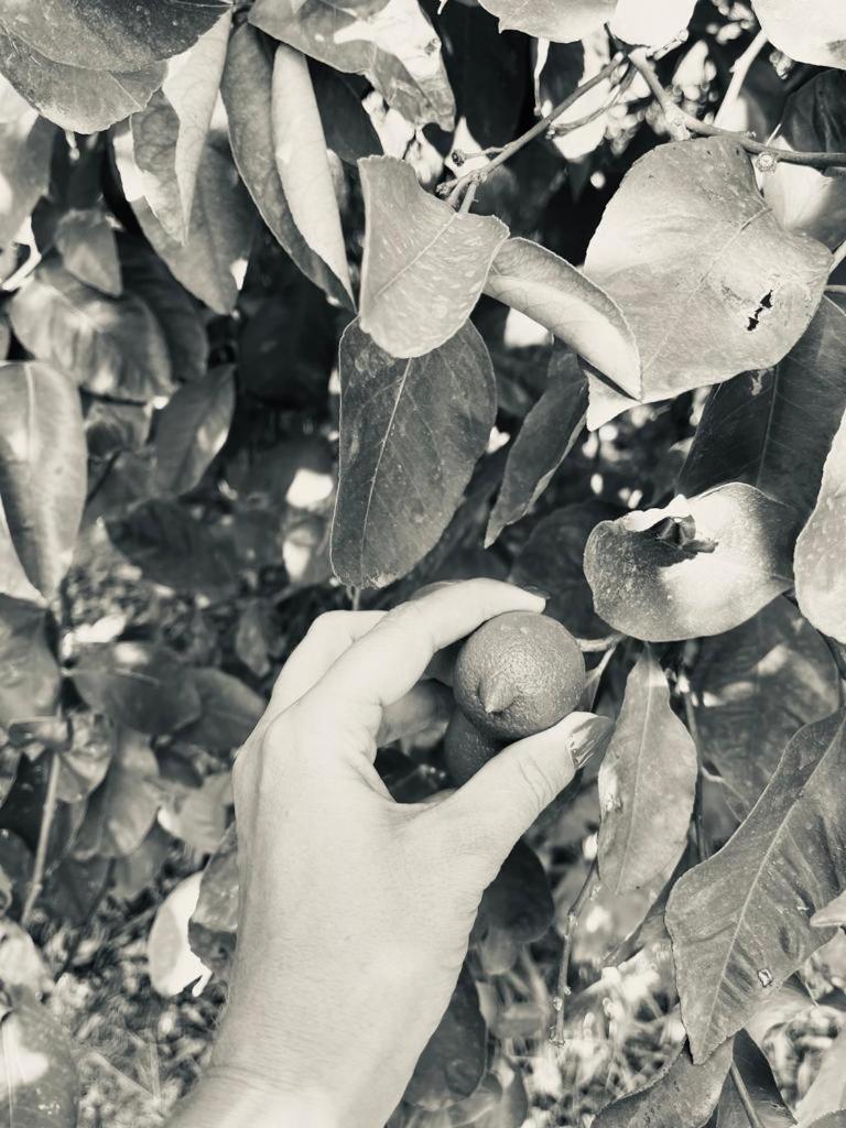 Villa Primofiore Di Vendicari La Banca エクステリア 写真